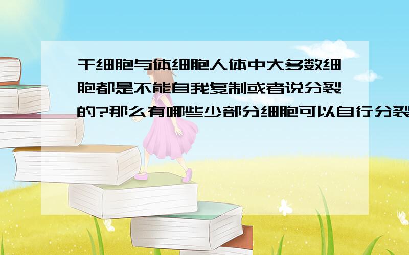 干细胞与体细胞人体中大多数细胞都是不能自我复制或者说分裂的?那么有哪些少部分细胞可以自行分裂呢?癌细胞应该是能自己分裂的吧?