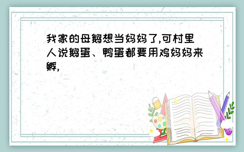 我家的母鹅想当妈妈了,可村里人说鹅蛋、鸭蛋都要用鸡妈妈来孵,