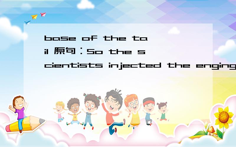 base of the tail 原句：So the scientists injected the engingeered pathogens into the rats and mice at cool parts of the body ,such as the fleshy(多肉的,flesh,肉) regions of the ear and the base of the tail.