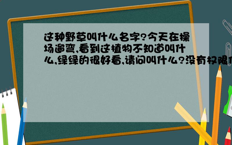 这种野草叫什么名字?今天在操场遛弯,看到这植物不知道叫什么,绿绿的很好看,请问叫什么?没有权限传图只能发帖,给链接了.