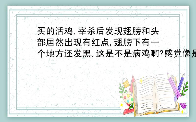 买的活鸡,宰杀后发现翅膀和头部居然出现有红点,翅膀下有一个地方还发黑,这是不是病鸡啊?感觉像是注射了什么的