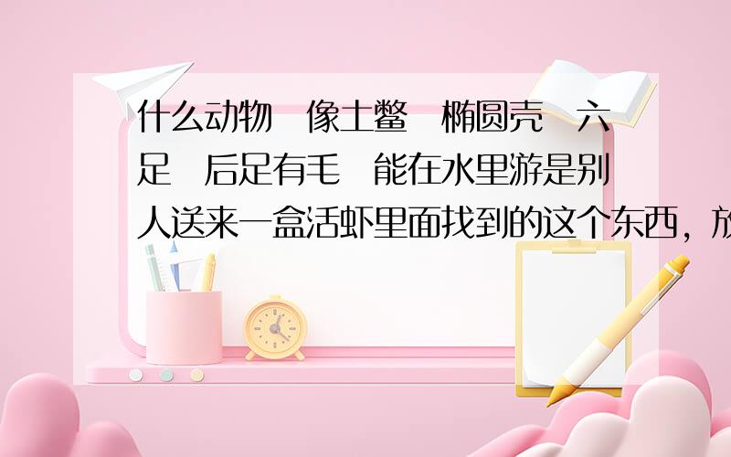 什么动物　像土鳖　椭圆壳　六足　后足有毛　能在水里游是别人送来一盒活虾里面找到的这个东西，放水里养着呢。