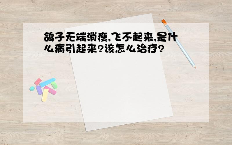 鸽子无端消瘦,飞不起来,是什么病引起来?该怎么治疗?