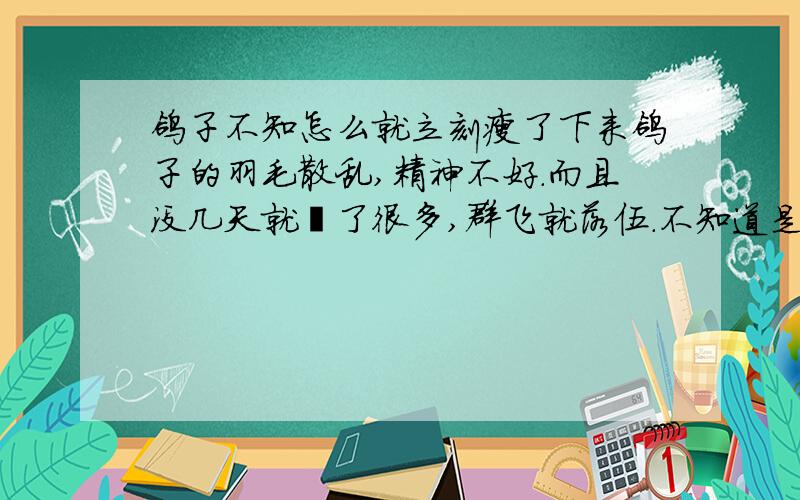 鸽子不知怎么就立刻瘦了下来鸽子的羽毛散乱,精神不好.而且没几天就廋了很多,群飞就落伍.不知道是怎么回事,请大虾指教 指教.