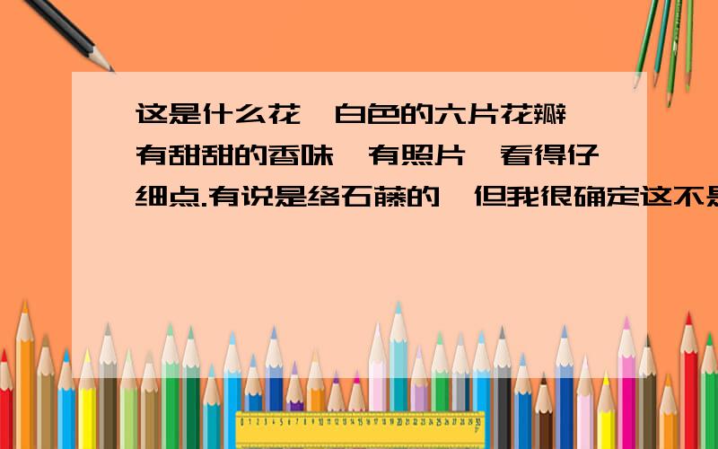 这是什么花,白色的六片花瓣,有甜甜的香味,有照片,看得仔细点.有说是络石藤的,但我很确定这不是.