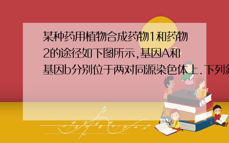 某种药用植物合成药物1和药物2的途径如下图所示,基因A和基因b分别位于两对同源染色体上.下列叙述不正确的是( )A 基因型是AAbb或Aabb的植株能同时合成两种药物B 若某植株只能合成一种药物,