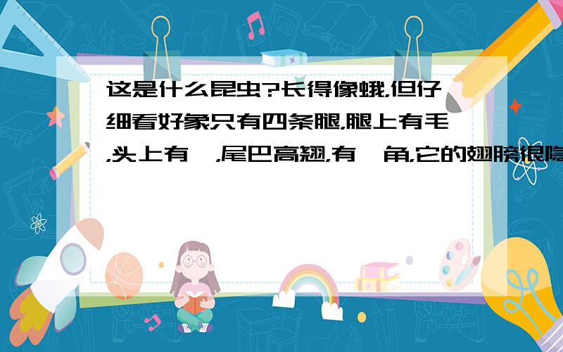 这是什么昆虫?长得像蛾，但仔细看好象只有四条腿，腿上有毛，头上有羚，尾巴高翘，有犄角，它的翅膀很隐蔽，趴在植物上时不张开，而是下边卷起来支撑身体的样子。参见“万山戴雪”