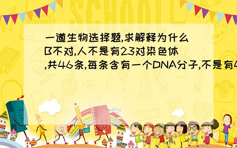 一道生物选择题,求解释为什么B不对,人不是有23对染色体,共46条,每条含有一个DNA分子,不是有46个DNA分子吗?