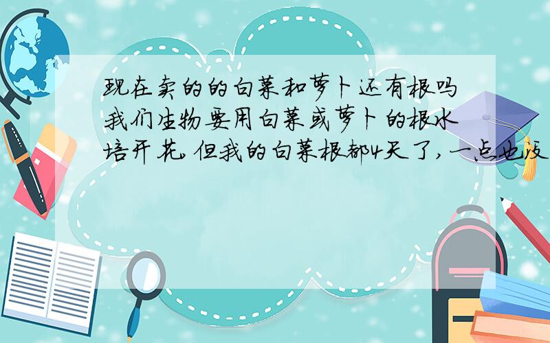 现在卖的的白菜和萝卜还有根吗我们生物要用白菜或萝卜的根水培开花,但我的白菜根都4天了,一点也没变