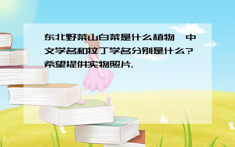 东北野菜山白菜是什么植物,中文学名和拉丁学名分别是什么?希望提供实物照片.