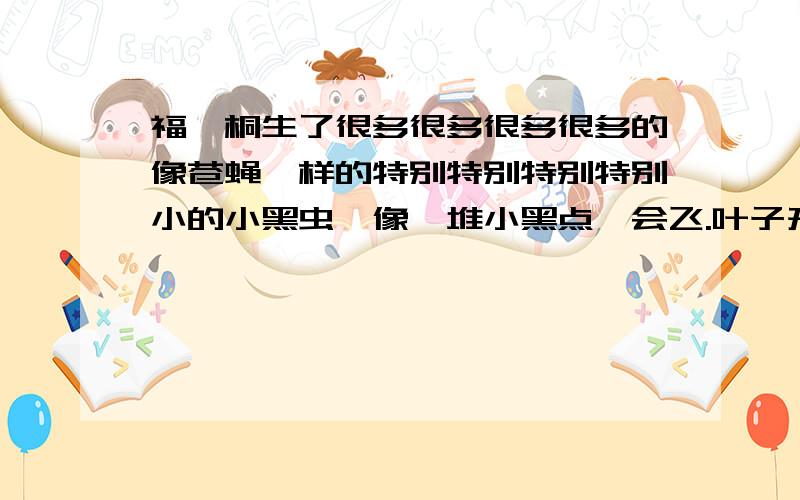 福禄桐生了很多很多很多很多的像苍蝇一样的特别特别特别特别小的小黑虫,像一堆小黑点,会飞.叶子开始大面积变黄!怎么办?求救!