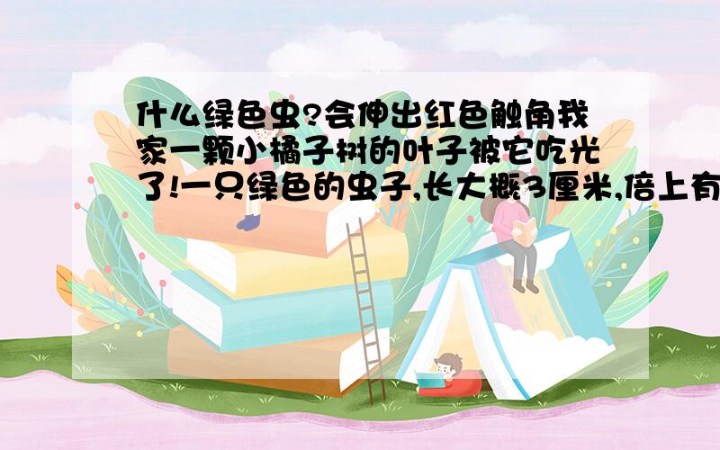 什么绿色虫?会伸出红色触角我家一颗小橘子树的叶子被它吃光了!一只绿色的虫子,长大概3厘米,倍上有灰白色条纹头部还有2个黑色斑点,像眼睛,我拿钳子戳他几下,它会从头部绿色皮肤和灰白