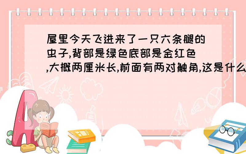 屋里今天飞进来了一只六条腿的虫子,背部是绿色底部是金红色,大概两厘米长,前面有两对触角,这是什么虫子