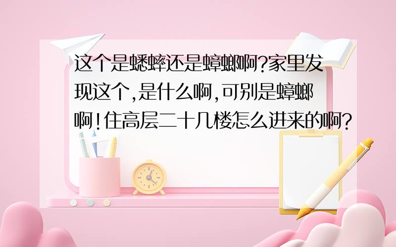 这个是蟋蟀还是蟑螂啊?家里发现这个,是什么啊,可别是蟑螂啊!住高层二十几楼怎么进来的啊?