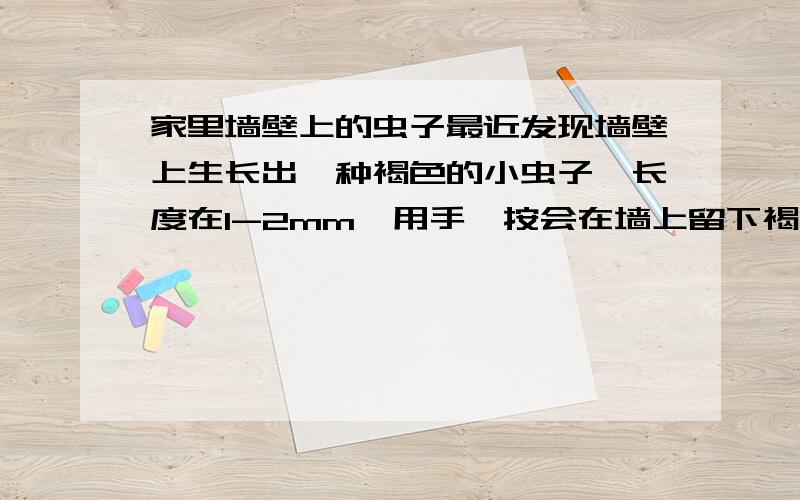 家里墙壁上的虫子最近发现墙壁上生长出一种褐色的小虫子,长度在1-2mm,用手一按会在墙上留下褐色或黑色的污迹,小虫子大约一周左右就长到了3mm左右,然后长翅膀,一般聚集在棚顶的角落或者