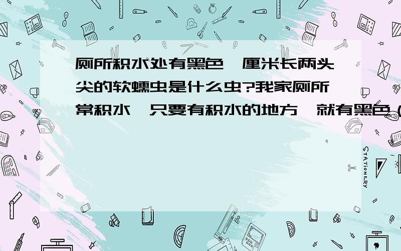 厕所积水处有黑色一厘米长两头尖的软蠕虫是什么虫?我家厕所常积水,只要有积水的地方,就有黑色（注意,不是红色的!）两头尖中间略粗点的细长一厘米左右的柔软的蠕虫,譬如香皂盒里和底