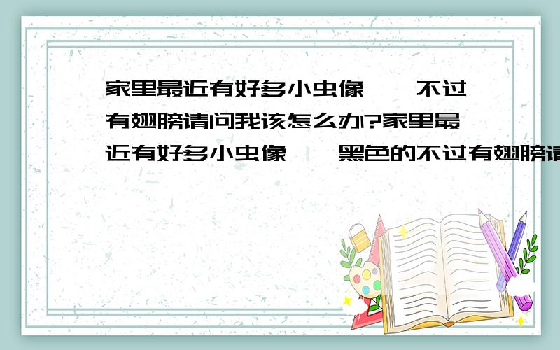 家里最近有好多小虫像蟑螂不过有翅膀请问我该怎么办?家里最近有好多小虫像蟑螂黑色的不过有翅膀请问我该怎么办?而且冰箱的边沿都是的 头都大了 请问有什么办法可以杀死呀 用过杀虫