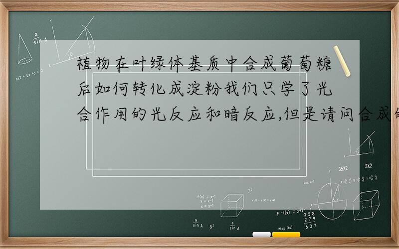 植物在叶绿体基质中合成葡萄糖后如何转化成淀粉我们只学了光合作用的光反应和暗反应,但是请问合成的葡萄糖如何转化成淀粉储存在叶片中呢