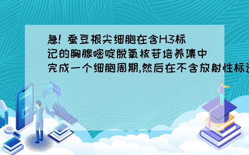 急! 蚕豆根尖细胞在含H3标记的胸腺嘧啶脱氧核苷培养集中完成一个细胞周期,然后在不含放射性标记培养基中继续分裂至中期,则每条染色体上两条单体都被标记,请问被标记的染色体是有丝分