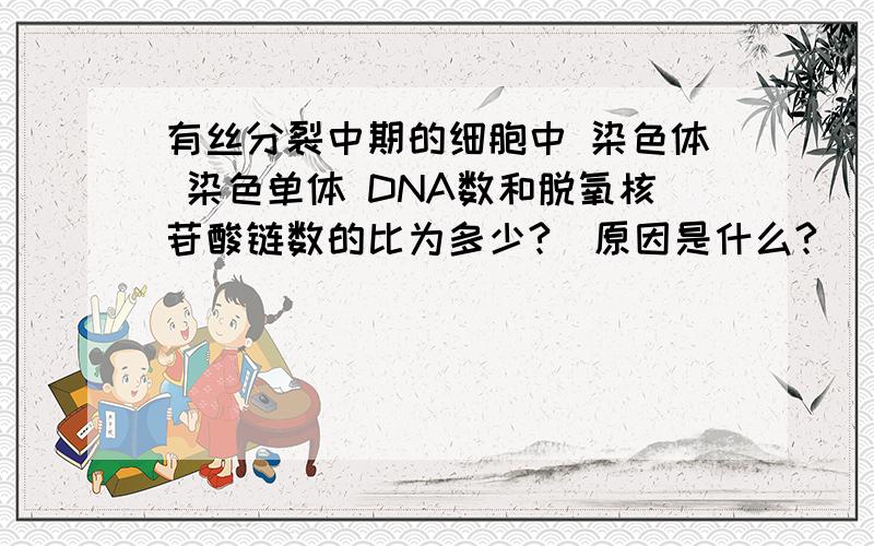 有丝分裂中期的细胞中 染色体 染色单体 DNA数和脱氧核苷酸链数的比为多少?（原因是什么?）