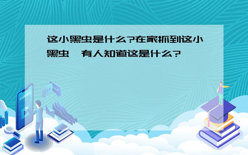 这小黑虫是什么?在家抓到这小黑虫,有人知道这是什么?