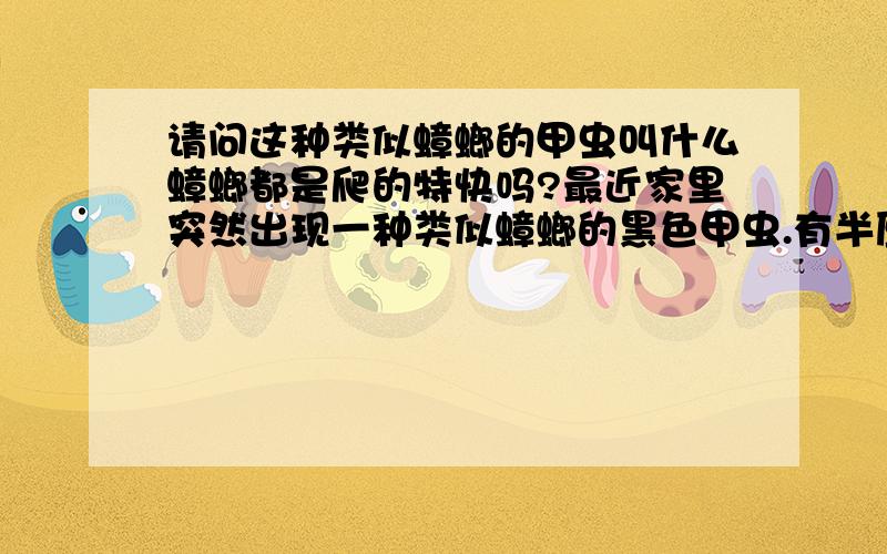 请问这种类似蟑螂的甲虫叫什么蟑螂都是爬的特快吗?最近家里突然出现一种类似蟑螂的黑色甲虫.有半厘米那么长.但是它飞完后啪的一声摔到身上或地上就不动了.要缓解好半天才能爬.请问