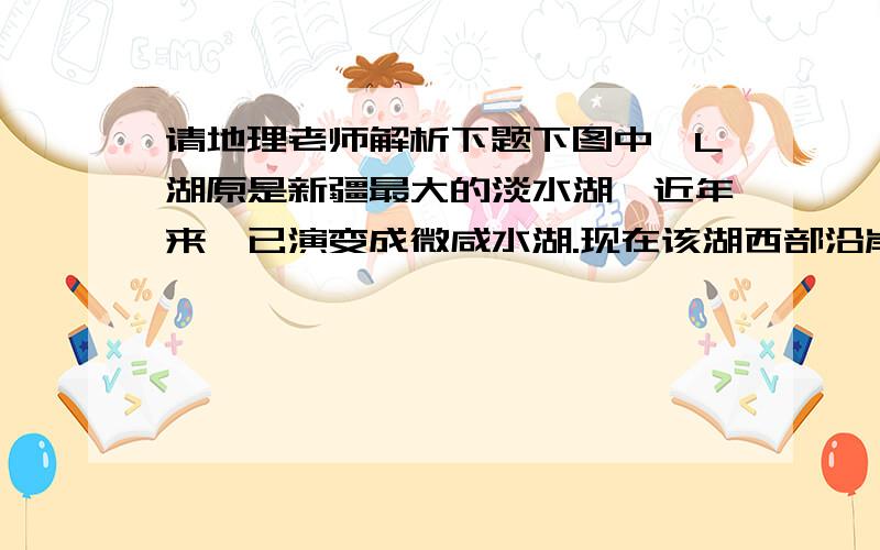 请地理老师解析下题下图中,L湖原是新疆最大的淡水湖,近年来,已演变成微咸水湖.现在该湖西部沿岸芦苇广布,而东部沿岸几乎没有.据此,完成17—19题.（图粘不上,请下载!） 17．关于甲、乙两