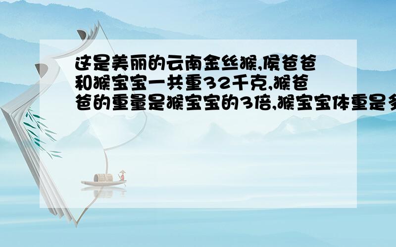 这是美丽的云南金丝猴,侯爸爸和猴宝宝一共重32千克,猴爸爸的重量是猴宝宝的3倍,猴宝宝体重是多少写出6个等式