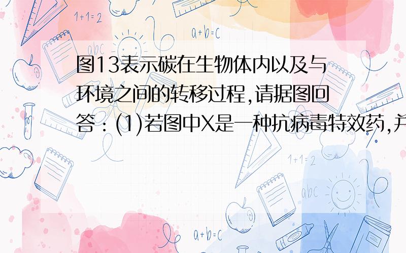 图13表示碳在生物体内以及与环境之间的转移过程,请据图回答：(1)若图中X是一种抗病毒特效药,并可抑制、破坏病毒DNA在宿主细胞中的复制,则X是在 (填细胞名称)内合成的；若x与矿质元素吸