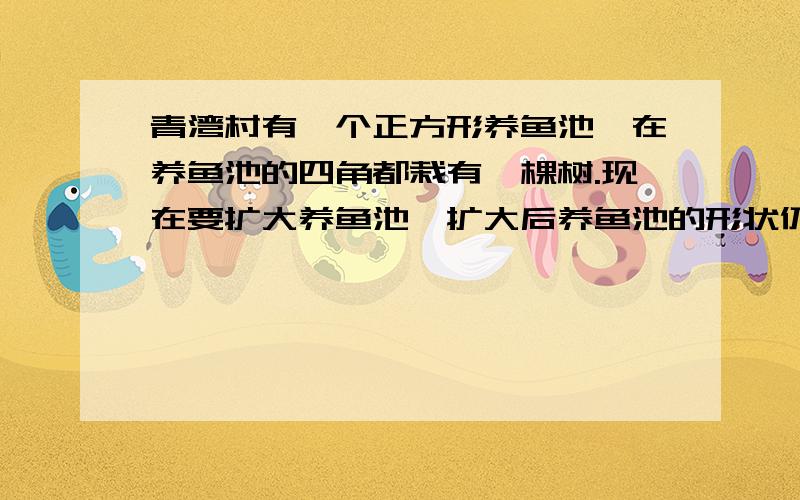 青湾村有一个正方形养鱼池,在养鱼池的四角都栽有一棵树.现在要扩大养鱼池,扩大后养鱼池的形状仍然是正方形,面积是原来的两倍.不移动这四棵树,