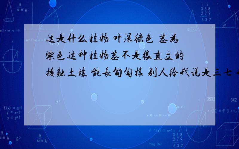 这是什么植物 叶深绿色 茎为紫色这种植物茎不是很直立的 接触土壤 能长匍匐根 别人给我说是三七 我才上网求证的