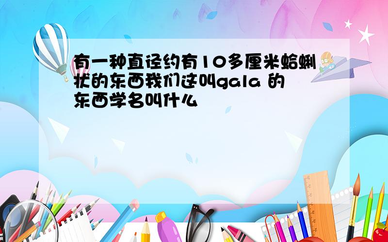 有一种直径约有10多厘米蛤蜊状的东西我们这叫gala 的东西学名叫什么