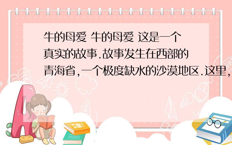 牛的母爱 牛的母爱 这是一个真实的故事.故事发生在西部的青海省,一个极度缺水的沙漠地区.这里,每人每天的用水量严格地限定为三斤,这还得靠驻军从很远的地方运来.日常的饮用、洗漱、