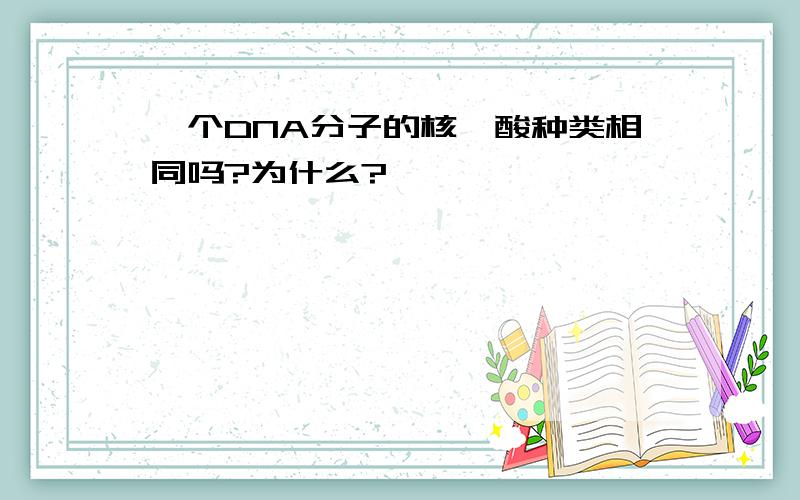 一个DNA分子的核苷酸种类相同吗?为什么?