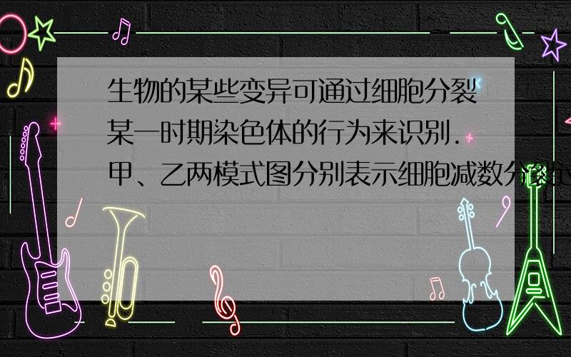 生物的某些变异可通过细胞分裂某一时期染色体的行为来识别.甲、乙两模式图分别表示细胞减数分裂过程中出现的“环形圈”、“十字形结构”现象,图中字母表示染色体上的基因.下列有关