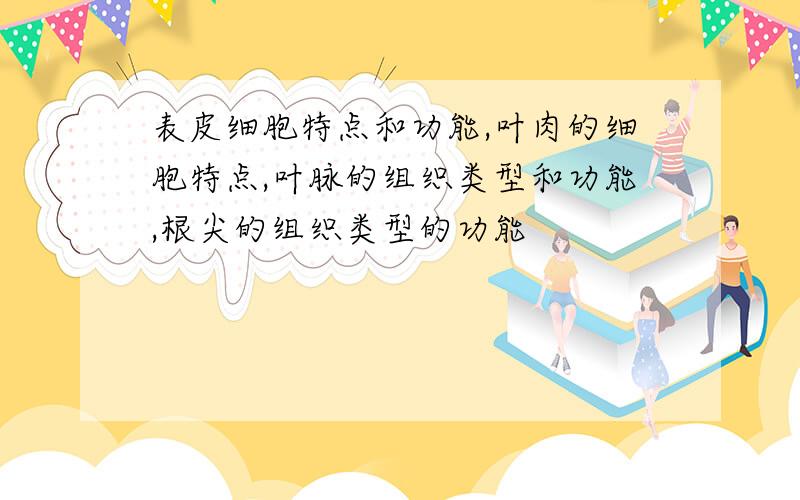 表皮细胞特点和功能,叶肉的细胞特点,叶脉的组织类型和功能,根尖的组织类型的功能