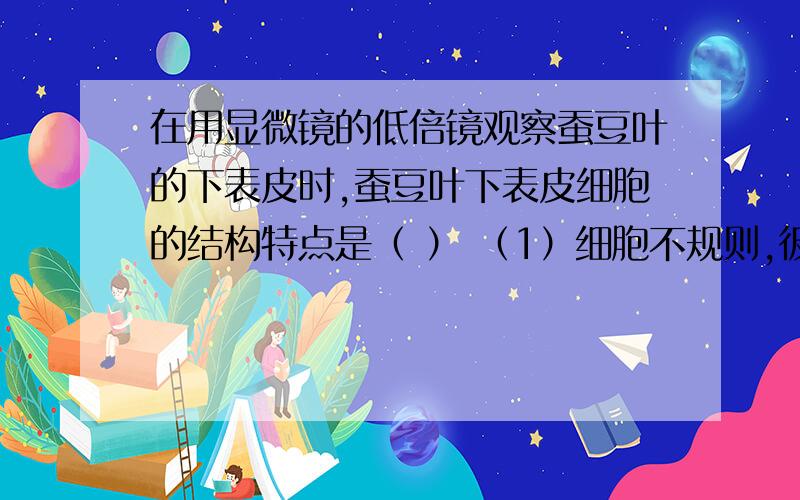 在用显微镜的低倍镜观察蚕豆叶的下表皮时,蚕豆叶下表皮细胞的结构特点是（ ） （1）细胞不规则,彼此嵌合在用显微镜的低倍镜观察蚕豆叶的下表皮时,蚕豆叶下表皮细胞的结构特点是（ ）