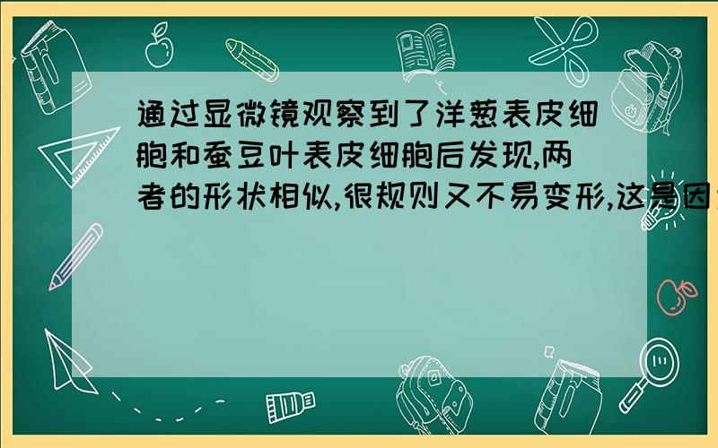 通过显微镜观察到了洋葱表皮细胞和蚕豆叶表皮细胞后发现,两者的形状相似,很规则又不易变形,这是因为它们具有以下哪个结构?A细胞膜 B细胞壁 C细胞质 D细胞核