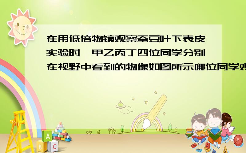 在用低倍物镜观察蚕豆叶下表皮实验时,甲乙丙丁四位同学分别在视野中看到的物像如图所示哪位同学观察的效果最好.请指导另外三名同学操作以获得更好的观察结果