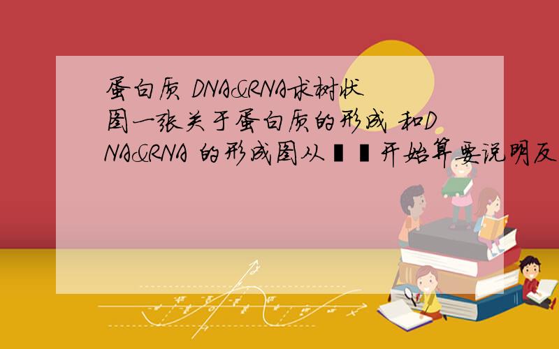 蛋白质 DNA&RNA求树状图一张关于蛋白质的形成 和DNA&RNA 的形成图从嘧啶开始算要说明反应的过程 如氨基酸到多肽失去水