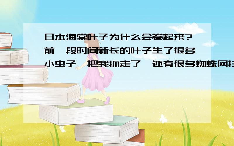 日本海棠叶子为什么会卷起来?前一段时间新长的叶子生了很多小虫子,把我抓走了,还有很多蜘蛛网挂在枝干之间,为什么?