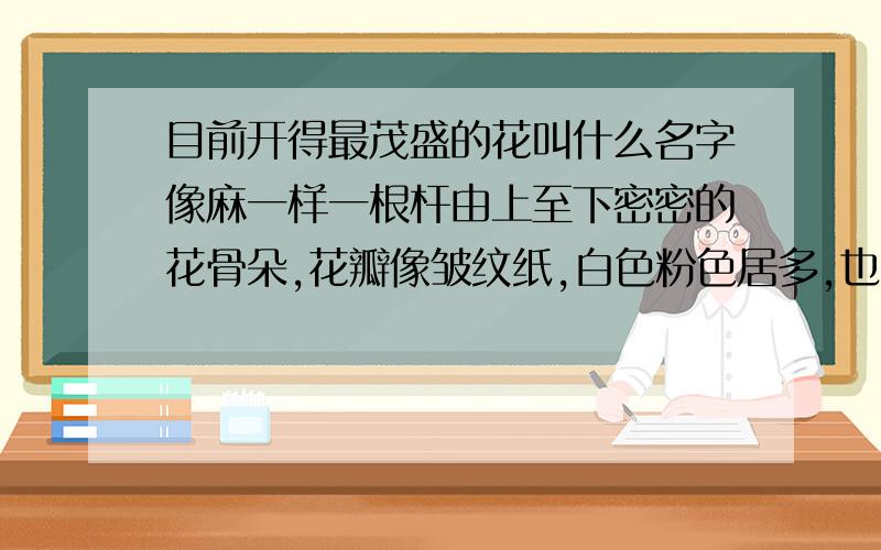 目前开得最茂盛的花叫什么名字像麻一样一根杆由上至下密密的花骨朵,花瓣像皱纹纸,白色粉色居多,也有黄色和红色,有单瓣也有多重花瓣的,是一种很普通的草本高竿植物,怎么也想不起叫什