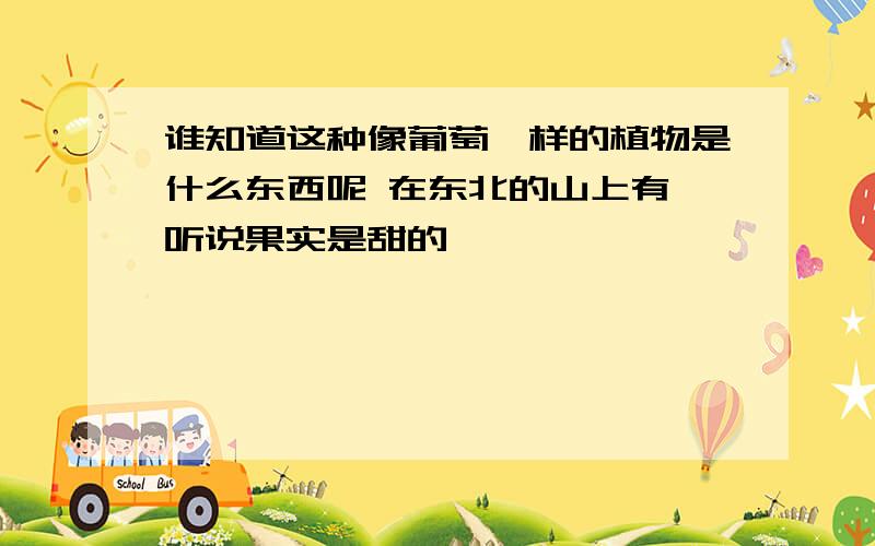 谁知道这种像葡萄一样的植物是什么东西呢 在东北的山上有 听说果实是甜的