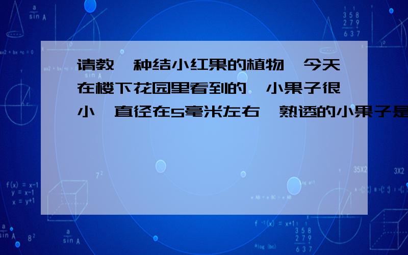 请教一种结小红果的植物,今天在楼下花园里看到的,小果子很小,直径在5毫米左右,熟透的小果子是通红的,不熟的稍微带些黄,果子像迷你石榴一样,上面还有小尖尖.叶子像柳树叶一样细长的,颜