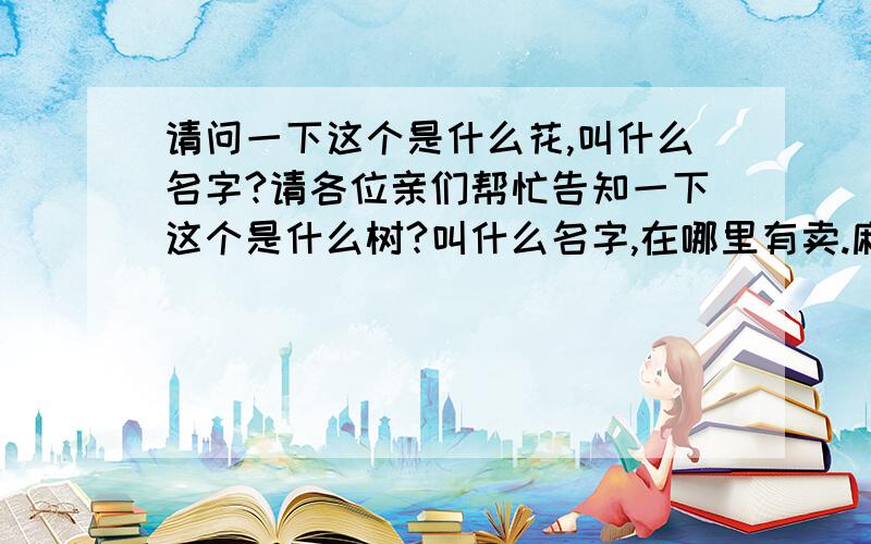 请问一下这个是什么花,叫什么名字?请各位亲们帮忙告知一下这个是什么树?叫什么名字,在哪里有卖.麻烦各位了