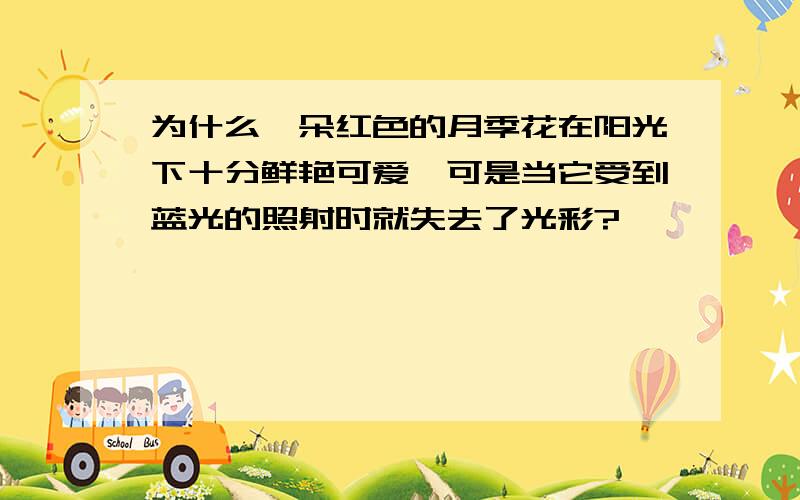 为什么一朵红色的月季花在阳光下十分鲜艳可爱,可是当它受到蓝光的照射时就失去了光彩?