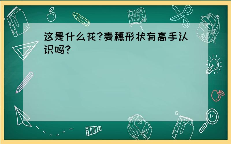 这是什么花?麦穗形状有高手认识吗?