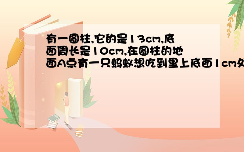 有一圆柱,它的是13cm,底面周长是10cm,在圆柱的地面A点有一只蚂蚁想吃到里上底面1cm处B点的食物,需要爬行的最短路程是多少?