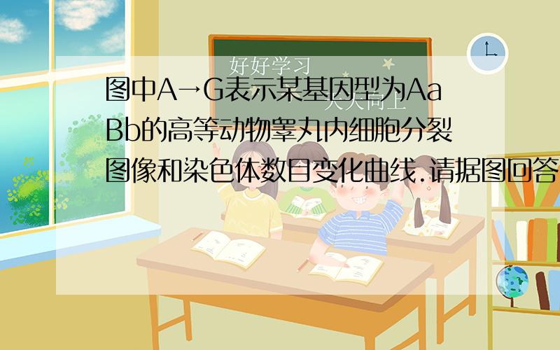 图中A→G表示某基因型为AaBb的高等动物睾丸内细胞分裂图像和染色体数目变化曲线.请据图回答：图A、B、C、E中含有同源染色体的是____C、E___为什么是C和E但没有A呢?A中原本是姐妹染色单体分