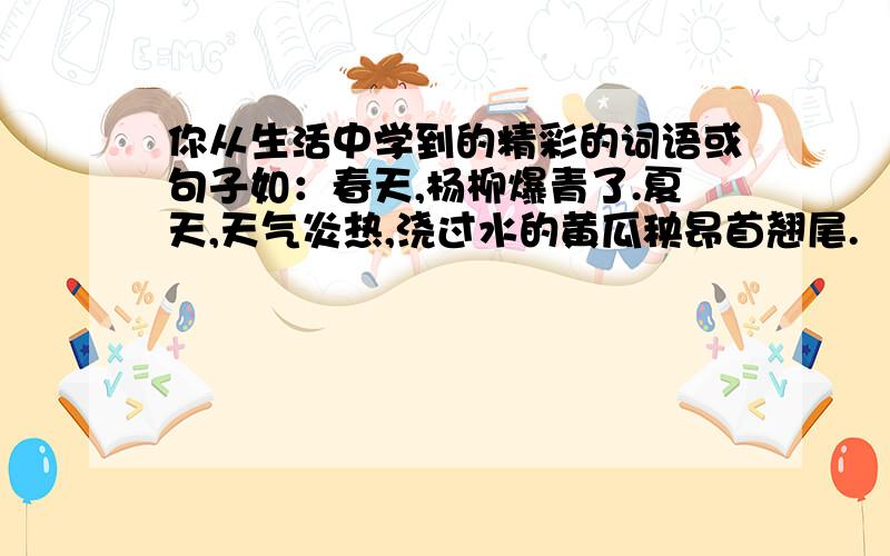 你从生活中学到的精彩的词语或句子如：春天,杨柳爆青了.夏天,天气炎热,浇过水的黄瓜秧昂首翘尾.